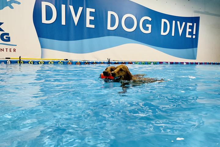 Pet Friendly Las Cruces Dock Diving & K9 Event Center