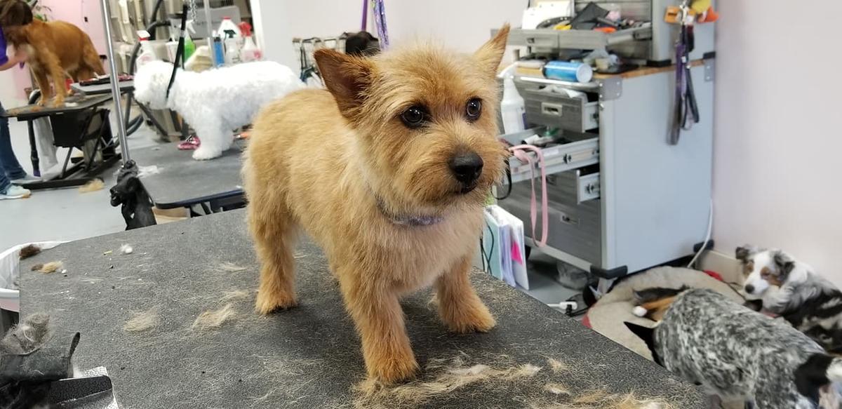 A dog deals zen salon