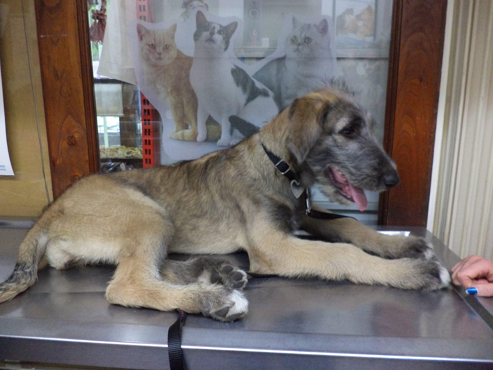Pet Friendly Veterinary Clinic Coyoacan