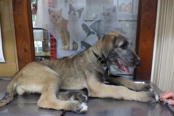 Pet Friendly Veterinary Clinic Coyoacan