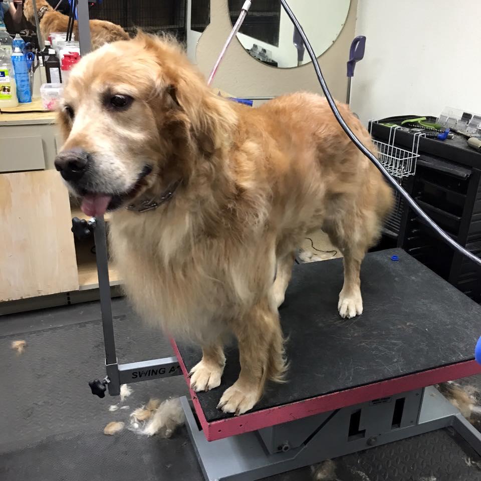 Pet Friendly Dog-Gone Grooming