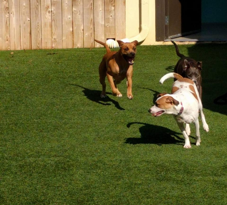 Directory of Doggie Daycare & Boarding in Chattanooga, TN BringFido