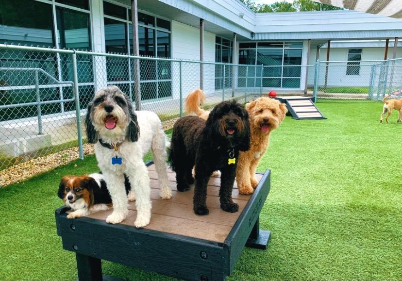 Doggy day care seaford new arrivals
