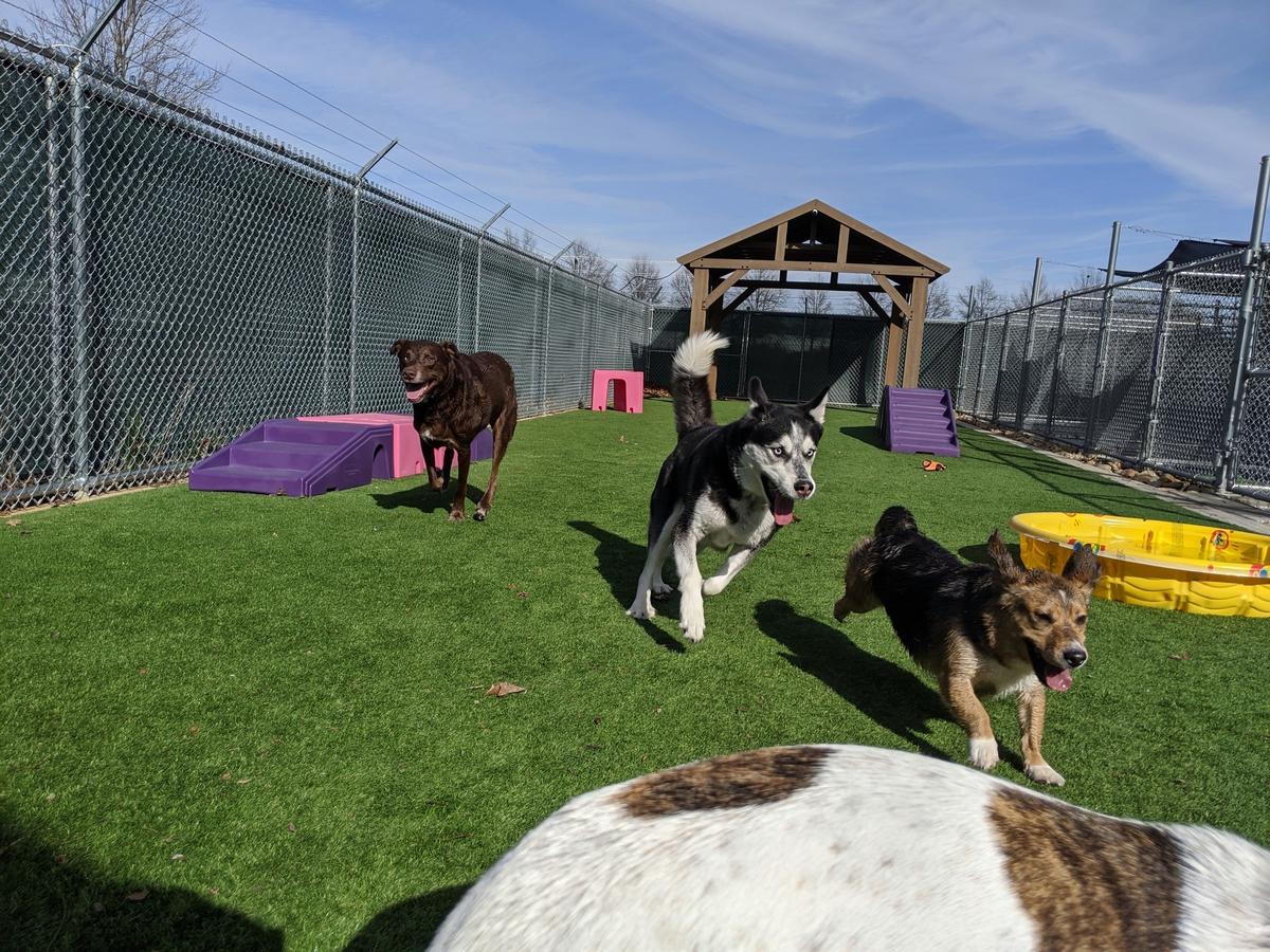 Pet palace daycare hotsell