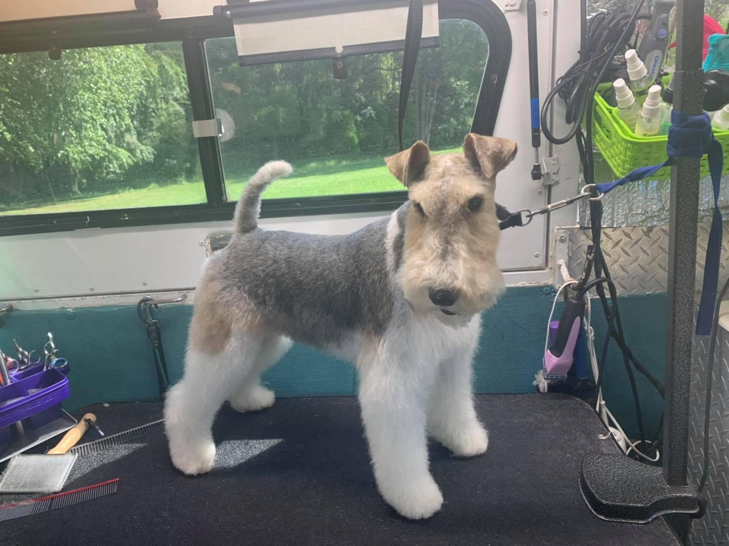 Pet Friendly A Cut Above Mobile Dog Grooming