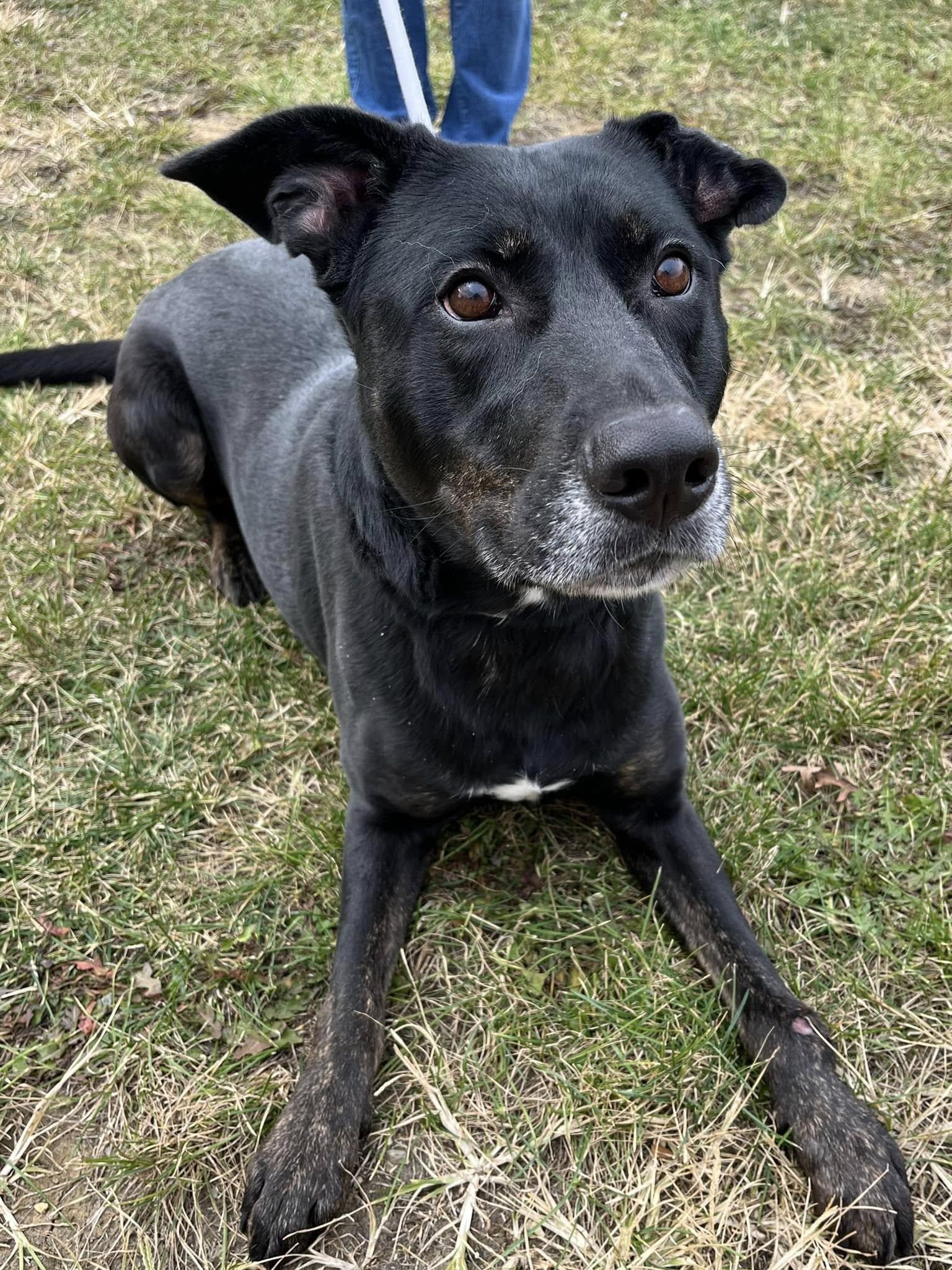 Pet Friendly Esther Boyd Animal Shelter