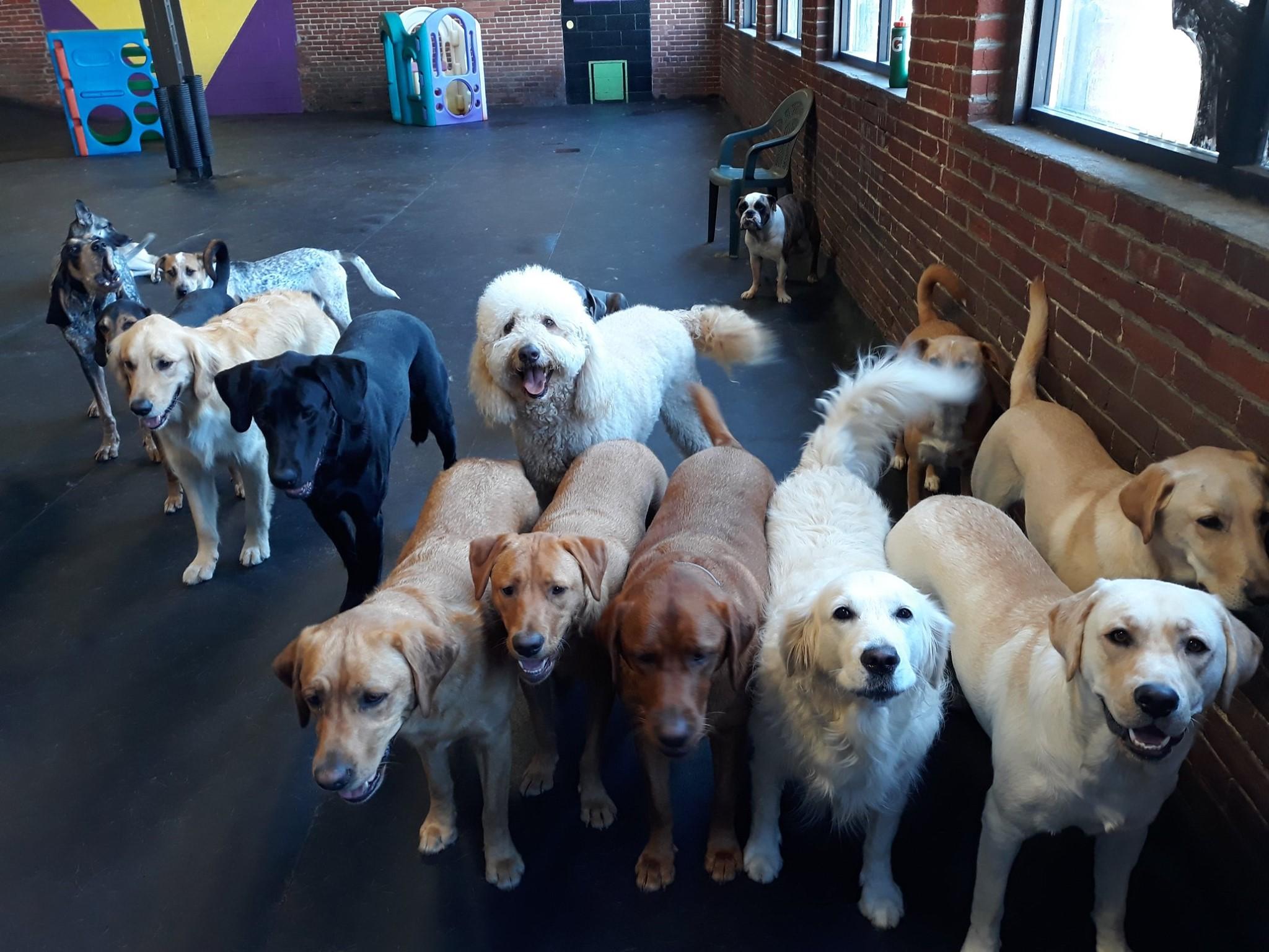 Pet Friendly Peninsula Pups Doggie Daycare