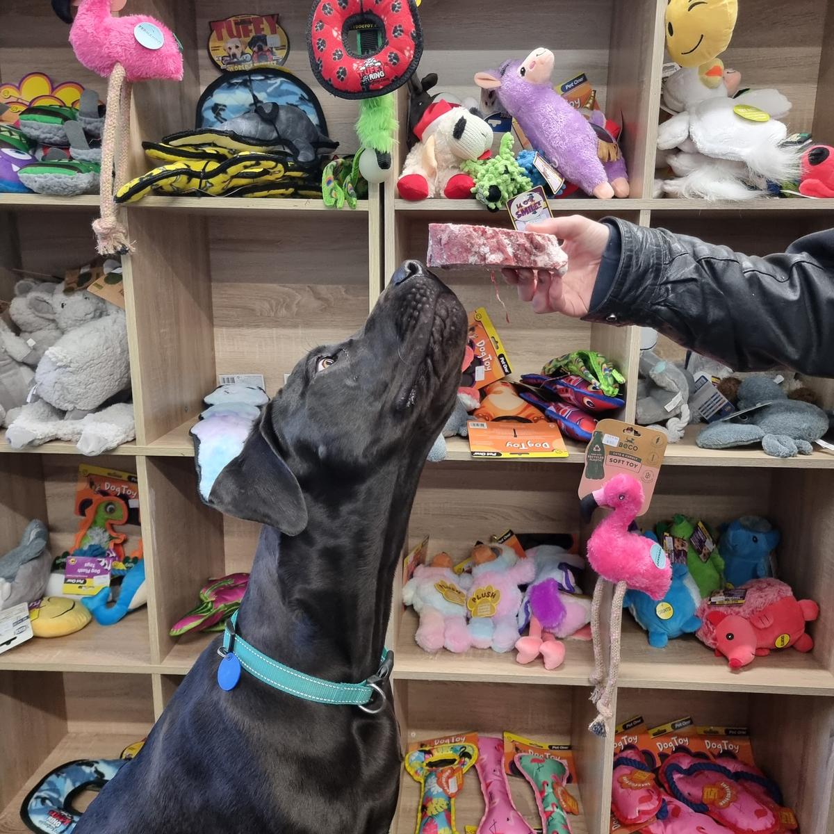 Dog toy clearance store near me