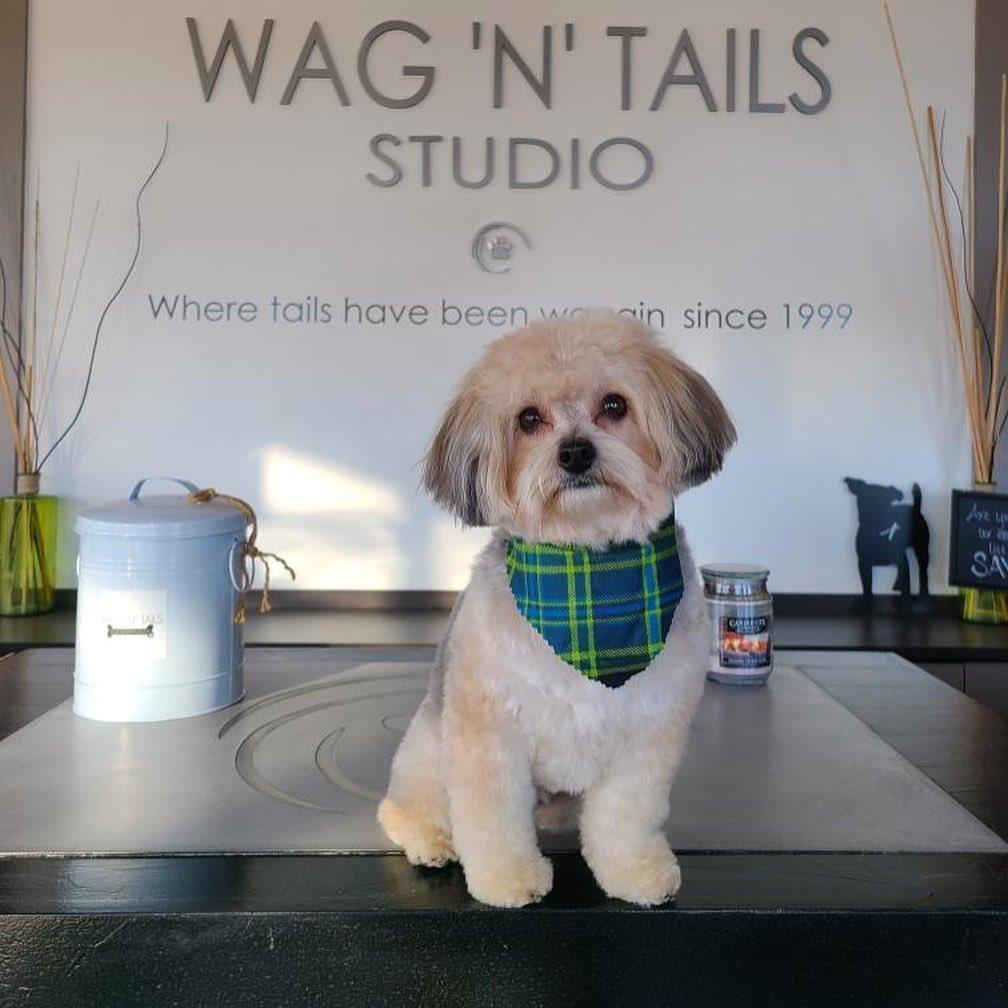 Pet Friendly Wag 'N' Tails Dog Activity Center
