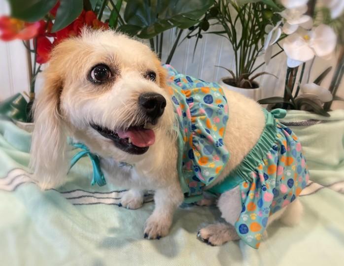 Pet Friendly Paws & Anchor