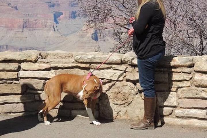 Pet Friendly Grand Canyon Kennel South Rim