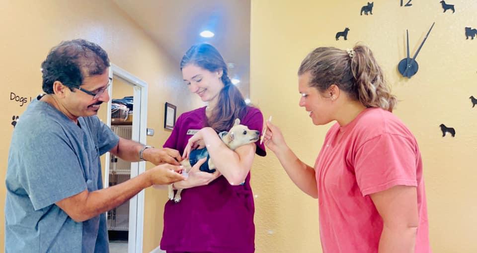 Pet Friendly High Falls Holistic Veterinary Care