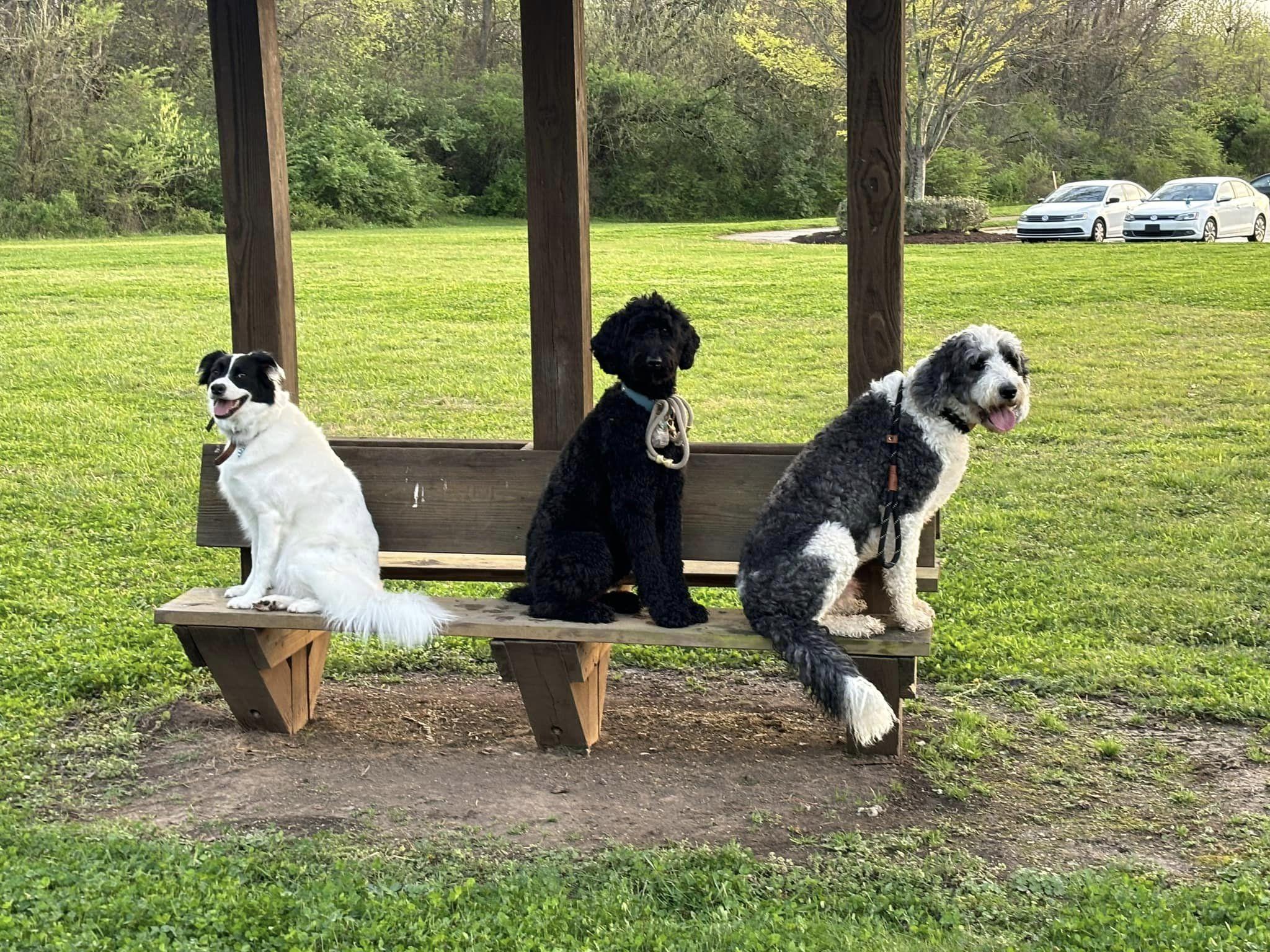 Pet Friendly Sit Means Sit Nashville