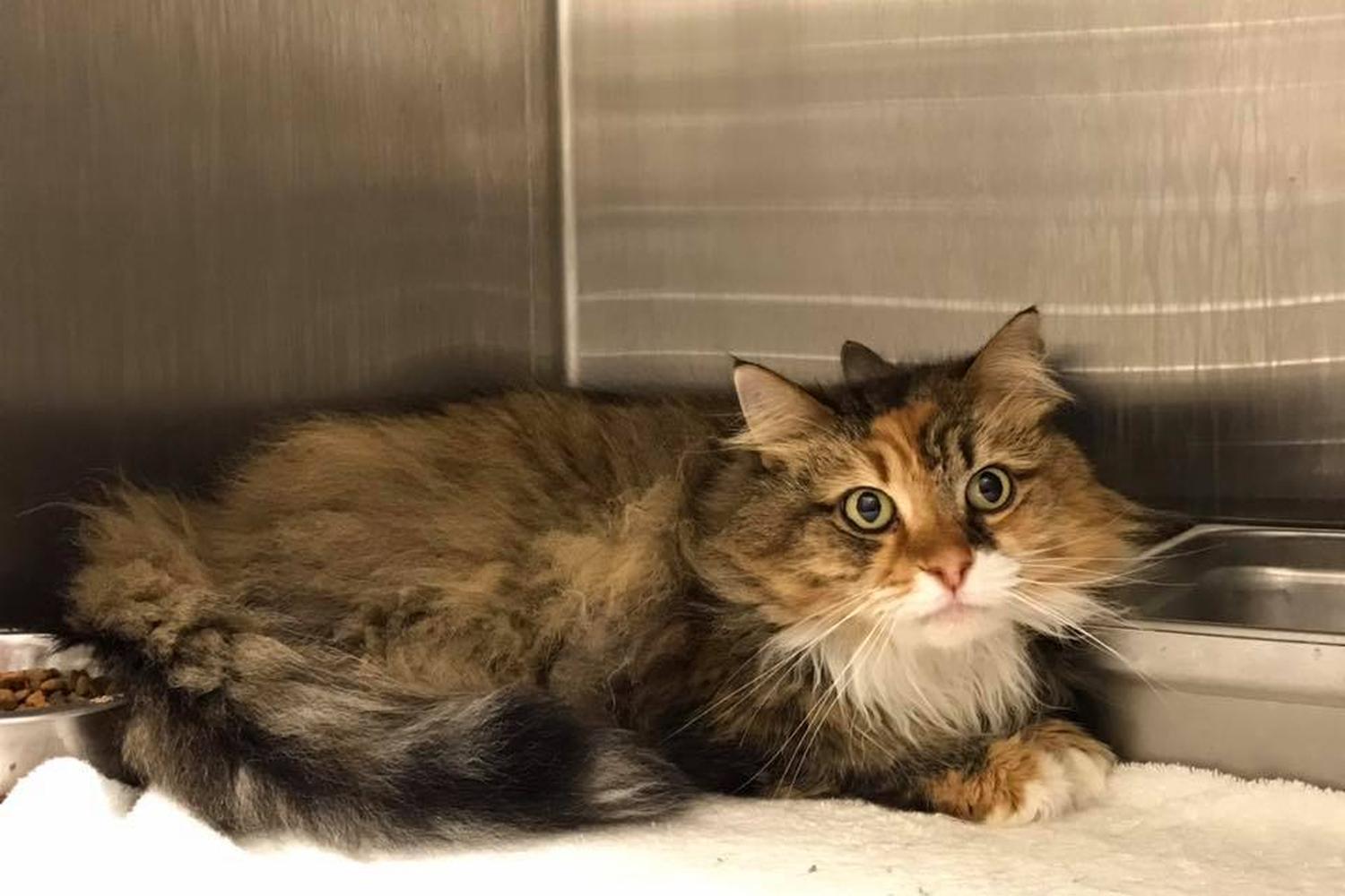 Beaufort County Animal Shelter and Control Beaufort County Animal Shelter and Control