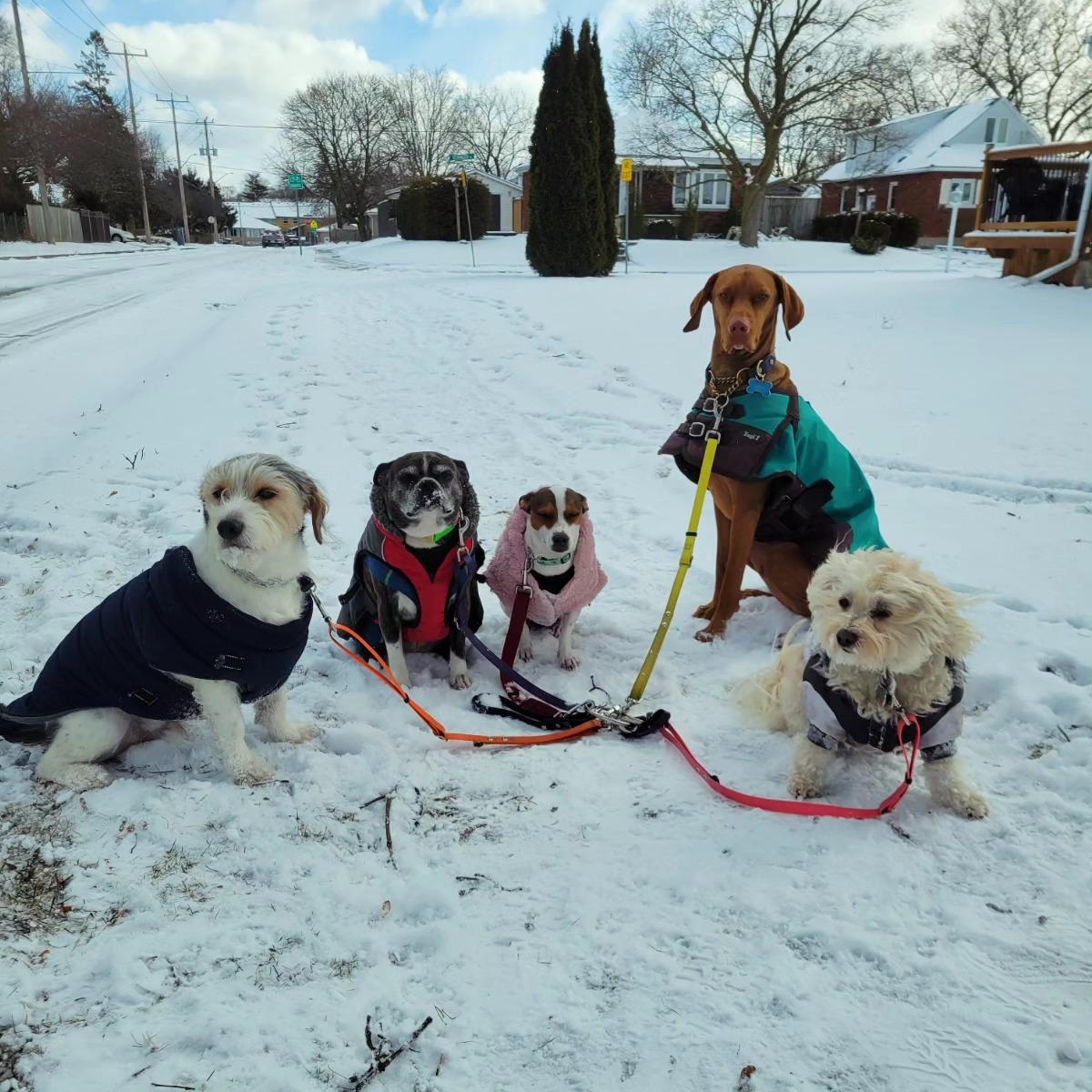 Pet Friendly Just In Time Dog Walking Services