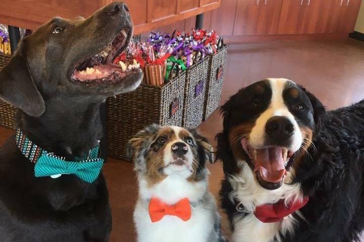 Pet Friendly Three Dog Bakery – Oklahoma