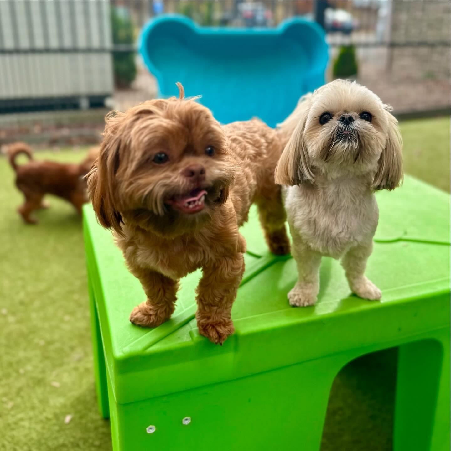 Pet Friendly Paws Pet Resort & Spa
