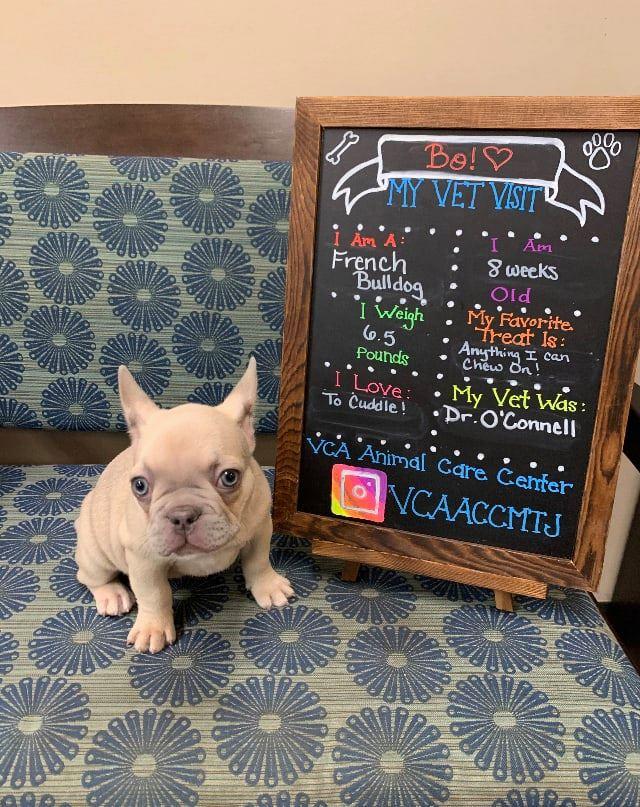 Affordable pet care mt juliet store
