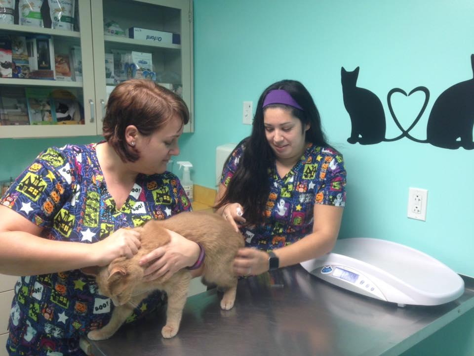 Pet Friendly North Country Animal Hospital