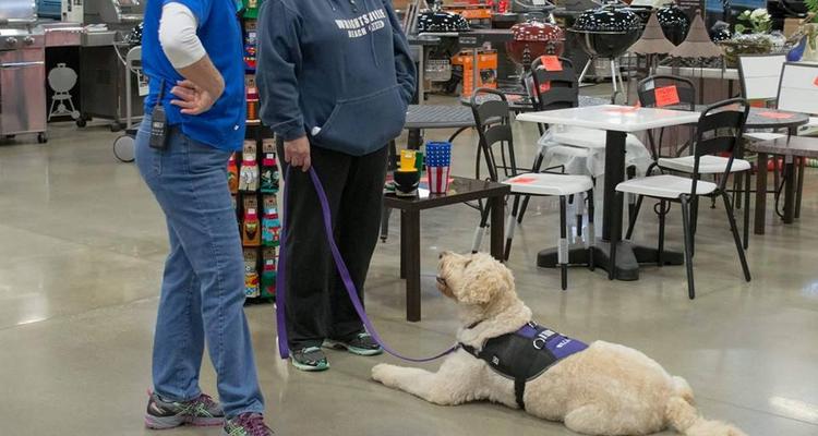 Wags Wiggles Dog Training