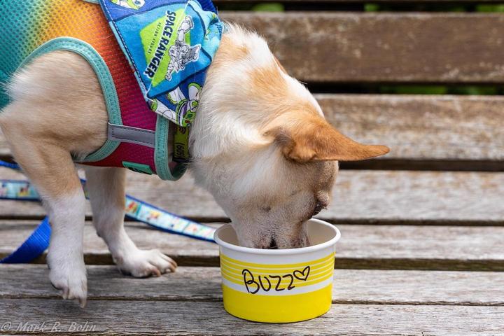 Pet Friendly Collar and Bone Cape May