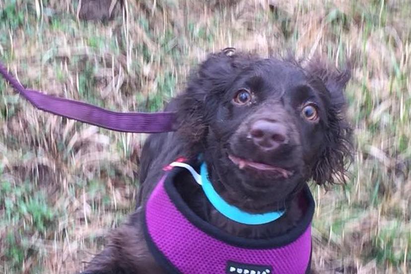 Directory of Doggie Daycare & Boarding in Frankfort, KY - BringFido Directory of Doggie Daycare & Boarding in Frankfort, KY - BringFido