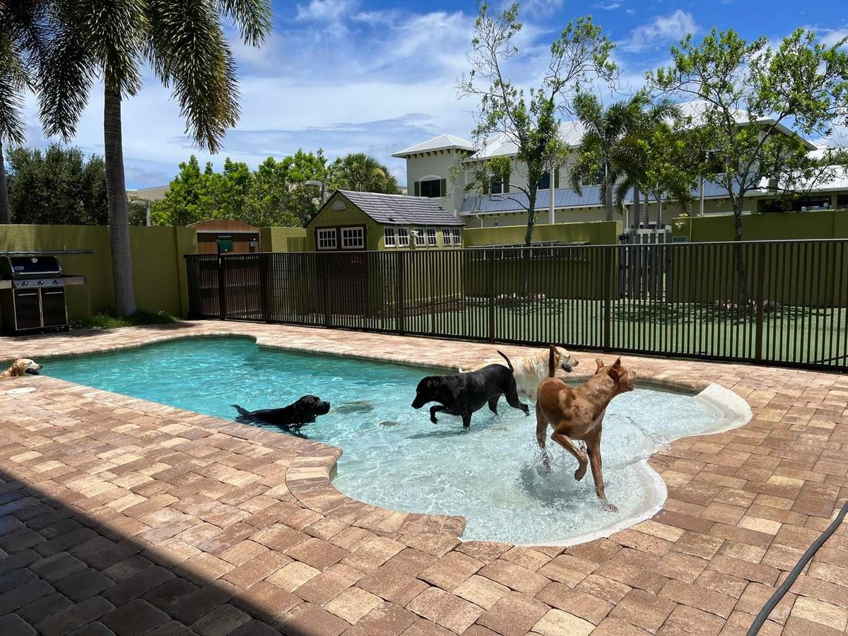 Discovering the Best Dog Daycare in Palm Beach Gardens: A Comprehensive Guide