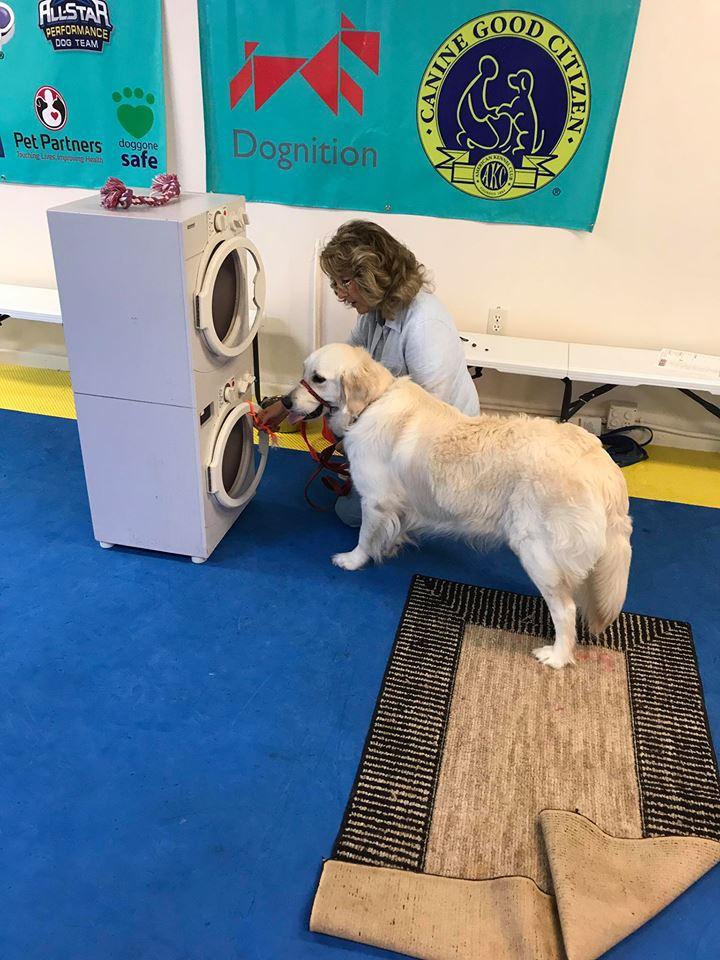 Pet Friendly Trick Dog "U" K9 Training Academy