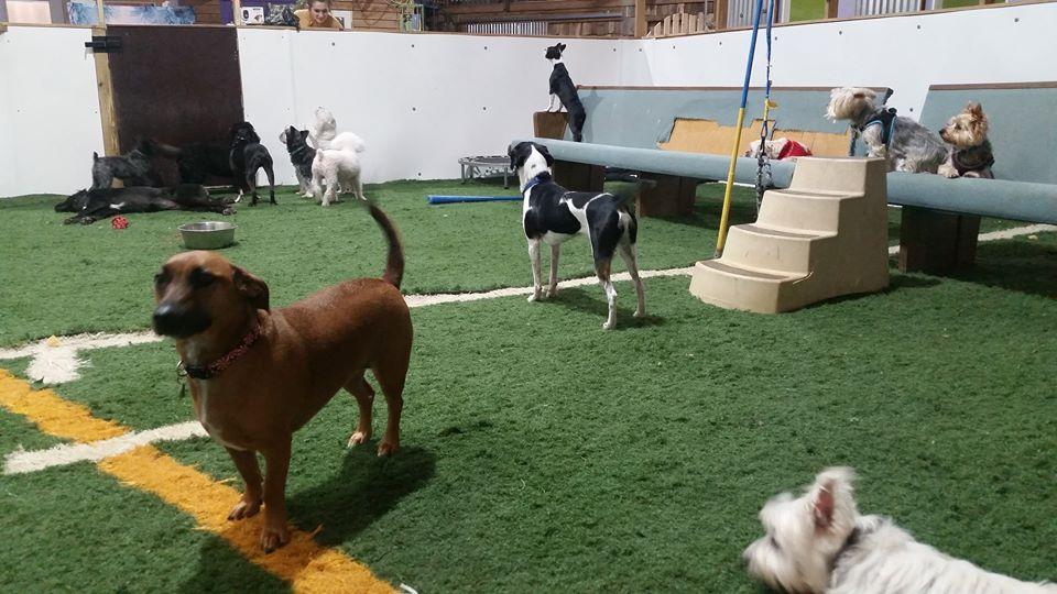 Directory of Doggie Daycare Boarding in Bella Vista AR BringFido