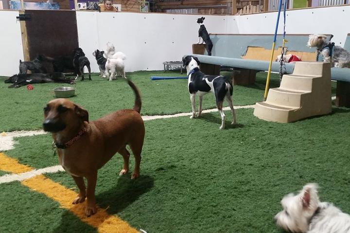 Pet Friendly Coolwag Doggie Daycare and Hotel