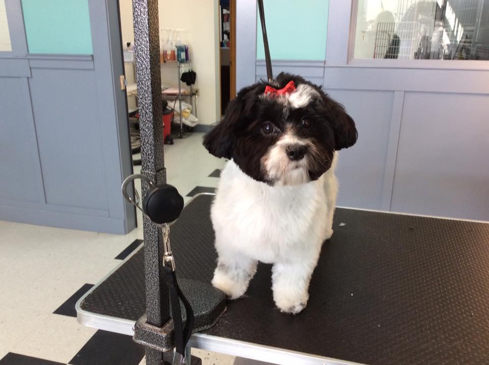 Head to tail grooming hot sale