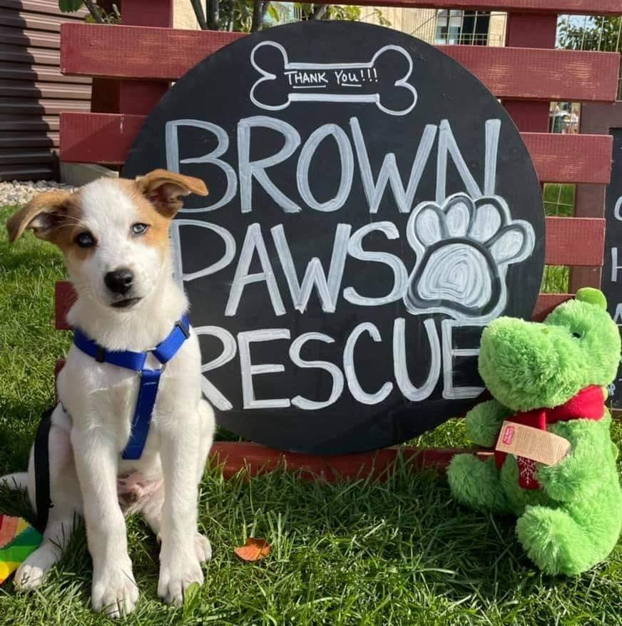 Pet Friendly Brown Paws Rescue