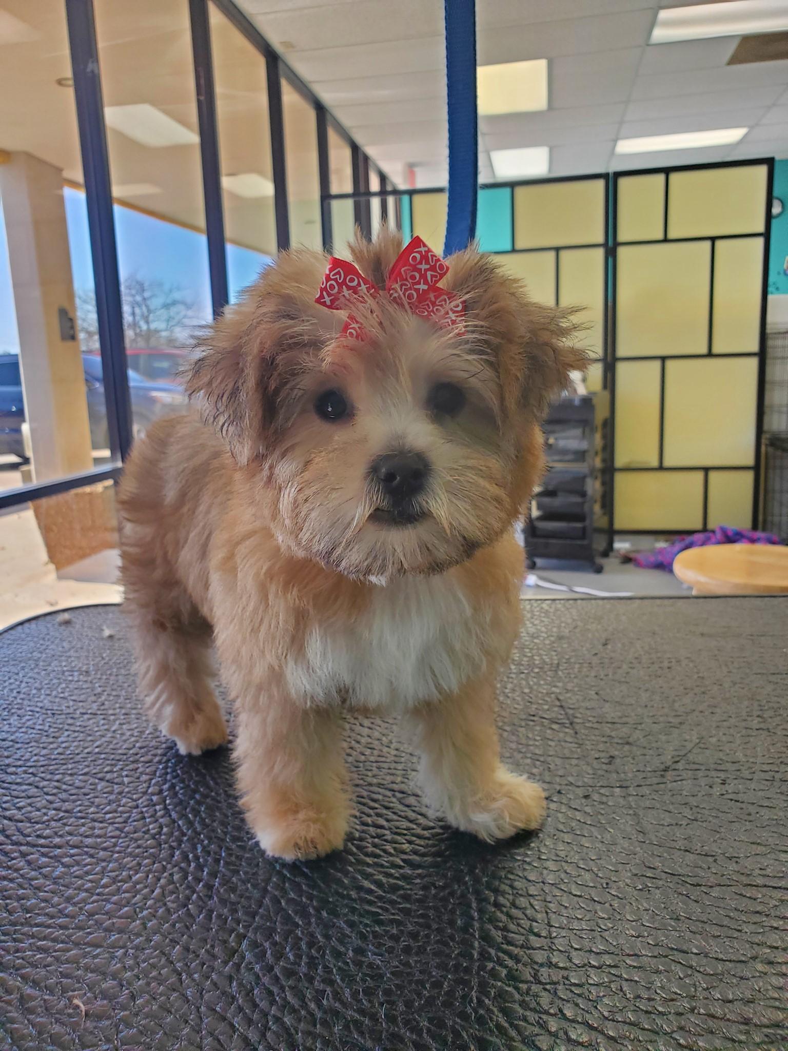 Pet Friendly Waggamuffins Grooming & Daycare