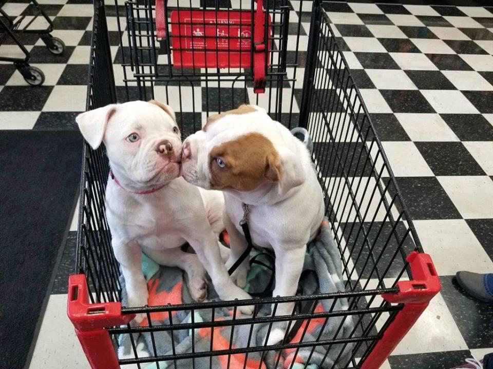 Coal creek pet pros 2025