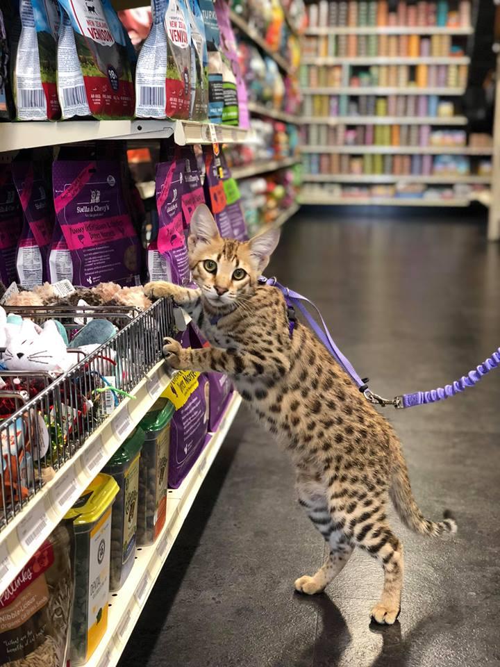 Pet Pros