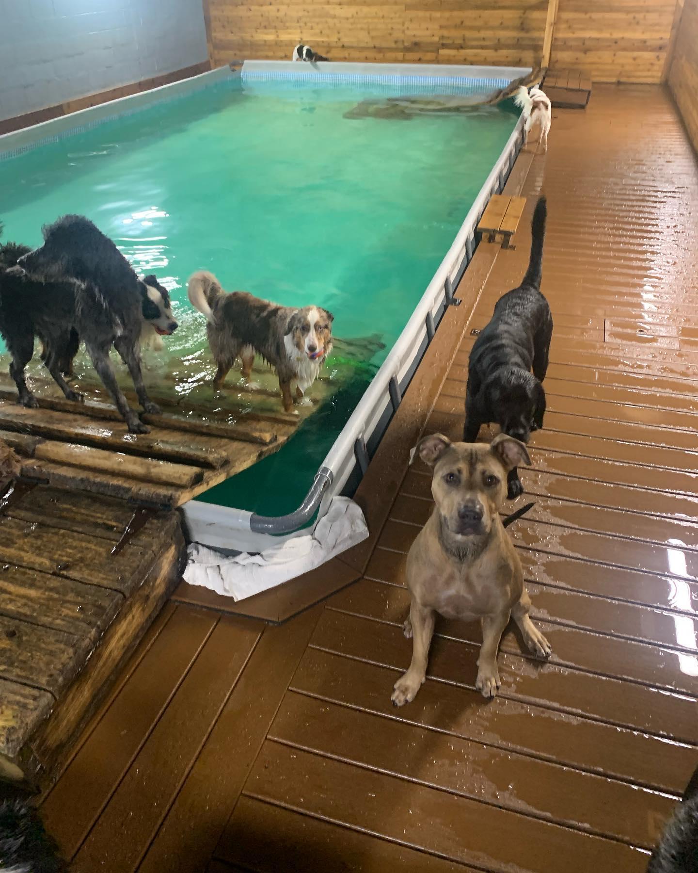 Pet Friendly Dog Swim Vancouver