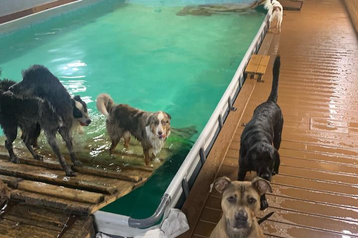 Pet Friendly Dog Swim Vancouver