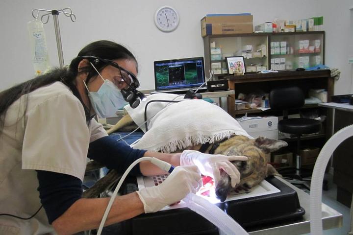 Pet Friendly Suwannee Oaks Animal Clinic