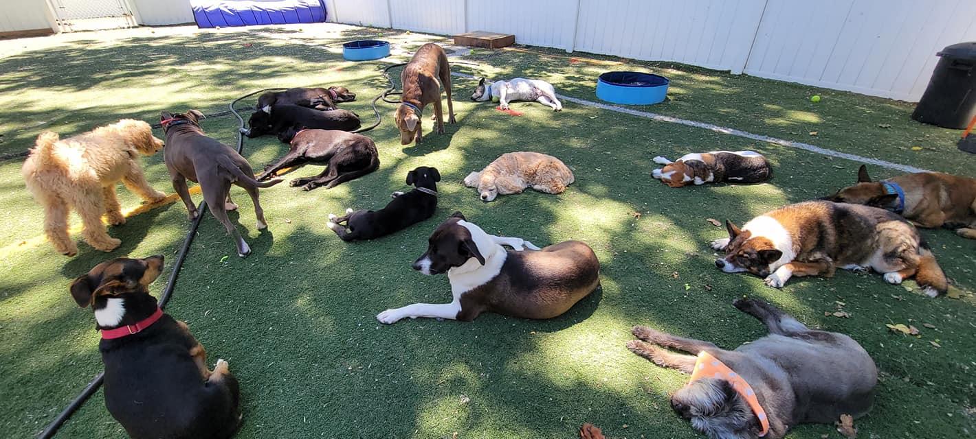 Pet Friendly Dawg House Daycare and Boarding