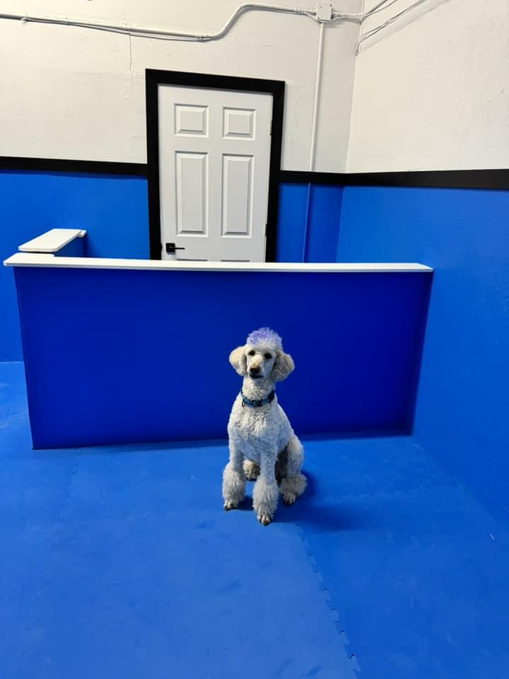 Pet Friendly Benevolent Bark Dog Training Studio