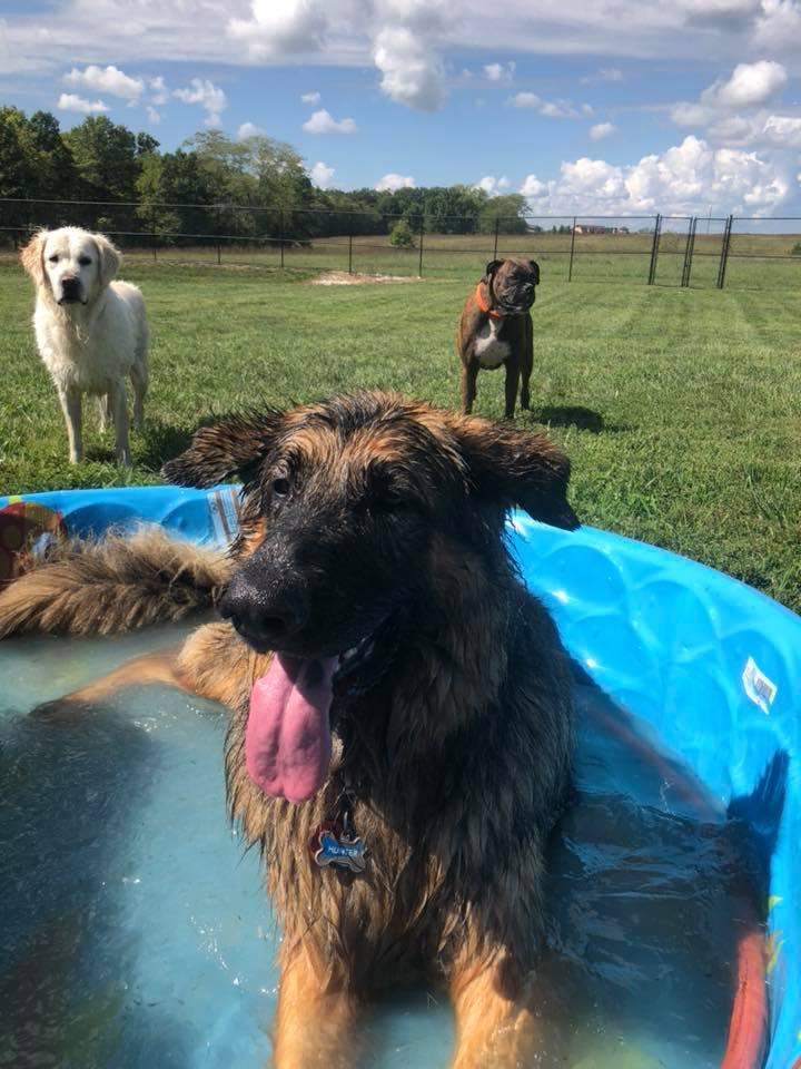 creekside doggie daycare