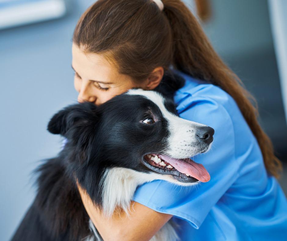 Pet Friendly Chestermere Veterinary Clinic