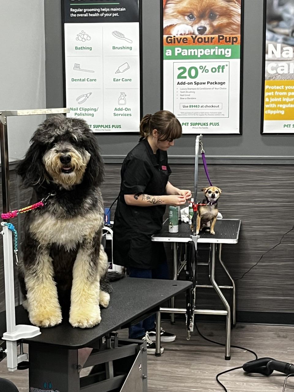 Pet supplies plus nail best sale trim