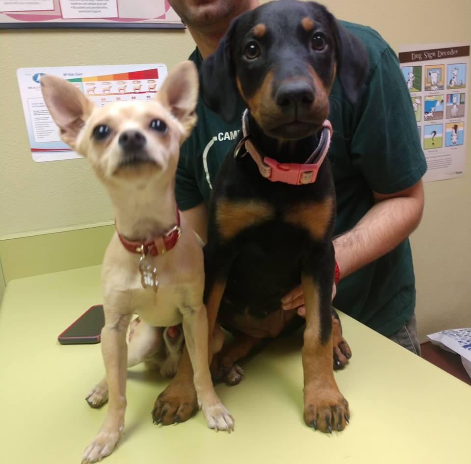 Pet Friendly Animal Care Hospital of Phoenix