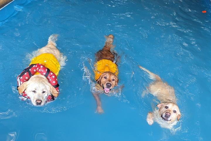 Pet Friendly Doggy Paddle Aquatic Center For Dogs