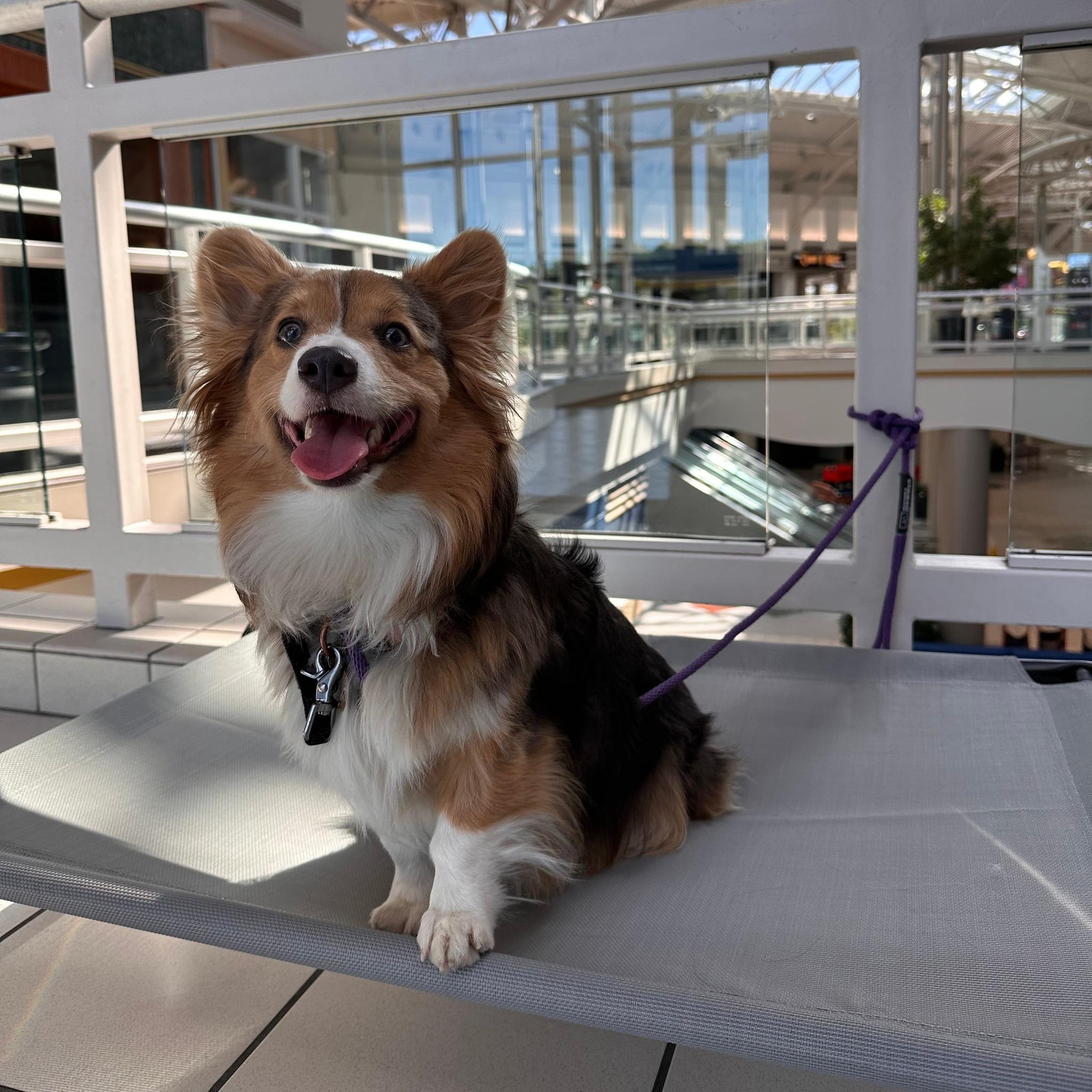Pet Friendly Ruff Pup