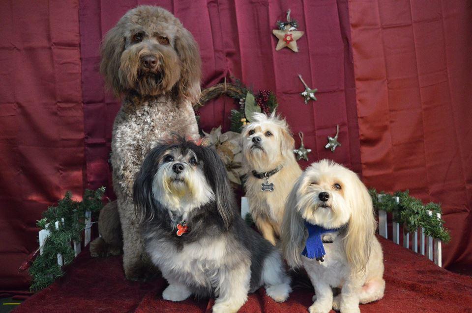 Directory of Dog Grooming in Asheville NC BringFido