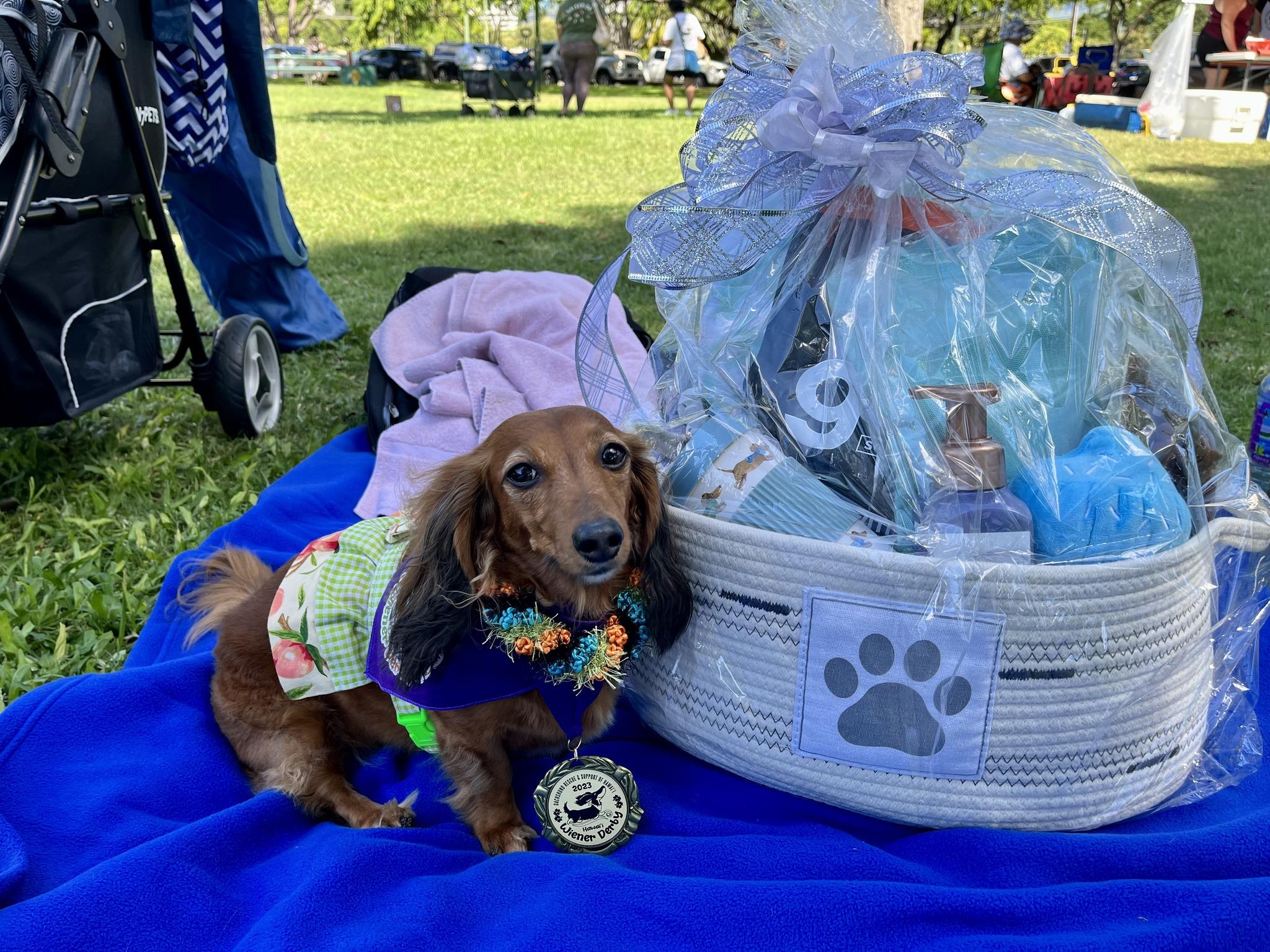 Pet Friendly Dachshund Rescue & Support of Hawai’i