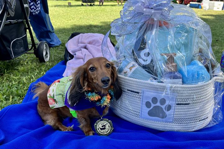Pet Friendly Dachshund Rescue & Support of Hawai’i