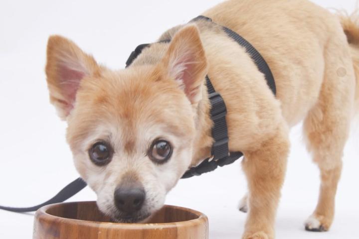 Miscellaneous Pet Services in Sunnyvale, CA - BringFido Miscellaneous Pet Services in Sunnyvale, CA - BringFido